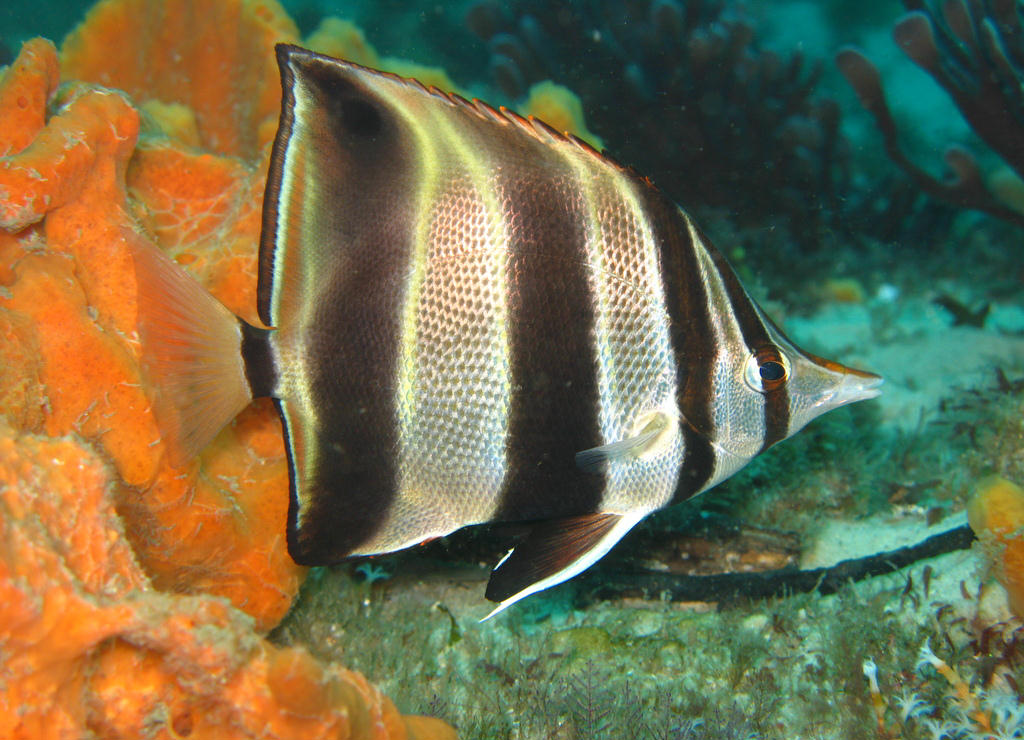 Chelmonops truncatus